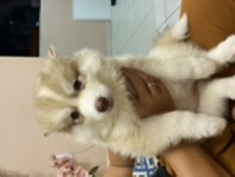 Vendo 3 hascky siberiano